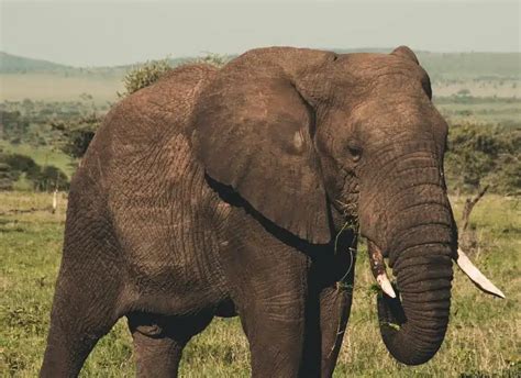 Hur mycket väger en elefant pung